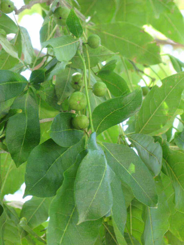              Shade leaves (Winter Haven, FL)       